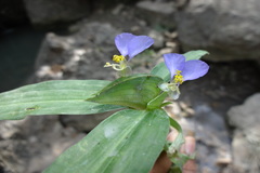 Commelina paludosa